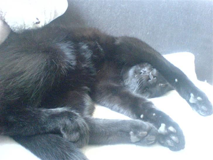 Blanding af racer Porche billede 15