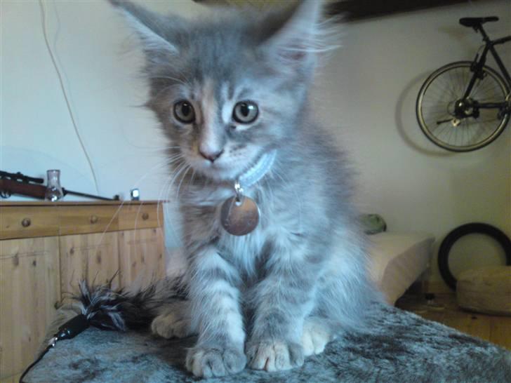 Maine Coon Pjuske billede 1