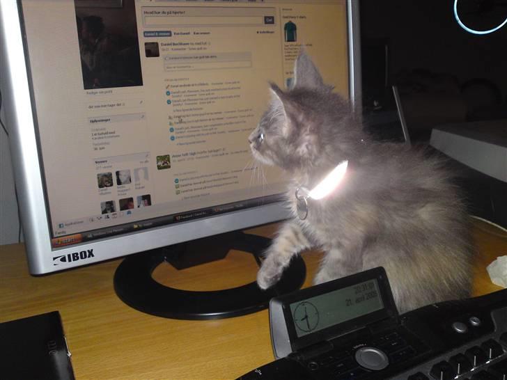 Maine Coon Pjuske billede 2