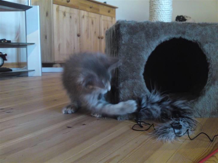 Maine Coon Pjuske billede 4