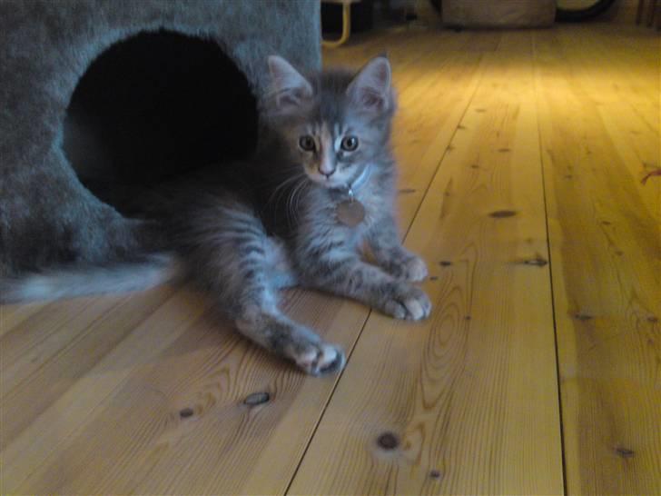Maine Coon Pjuske billede 5