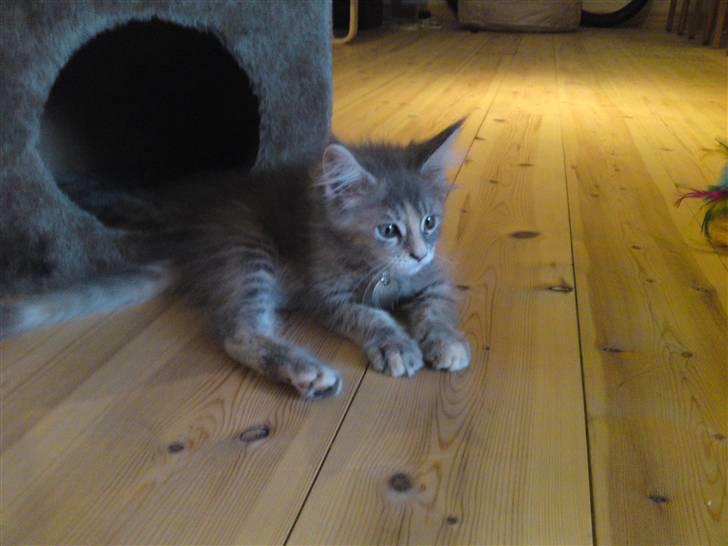 Maine Coon Pjuske billede 6
