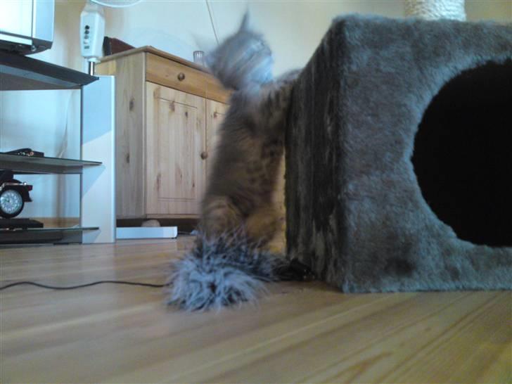 Maine Coon Pjuske billede 9