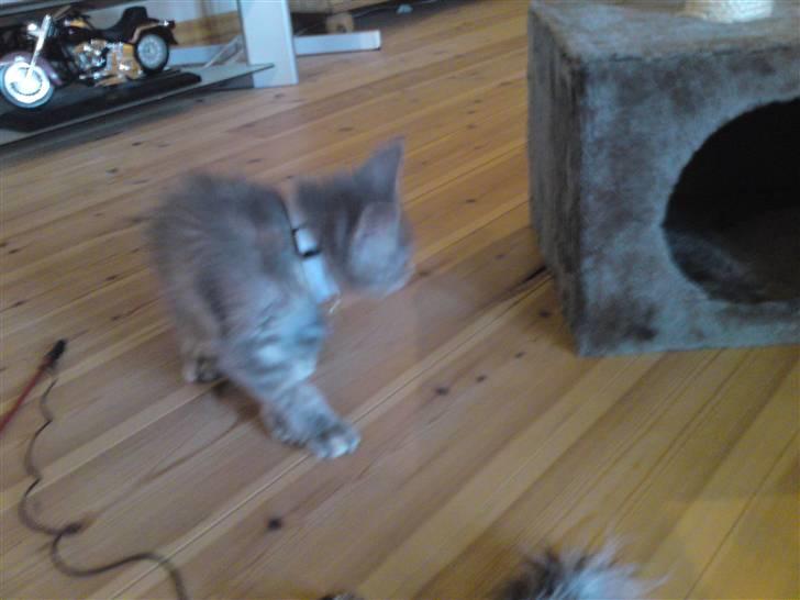 Maine Coon Pjuske billede 10