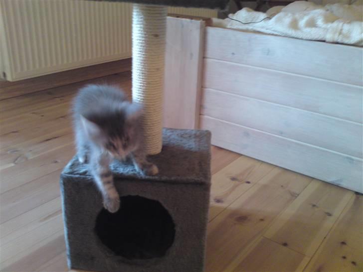 Maine Coon Pjuske billede 11