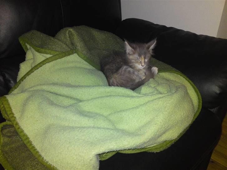 Maine Coon Pjuske billede 14