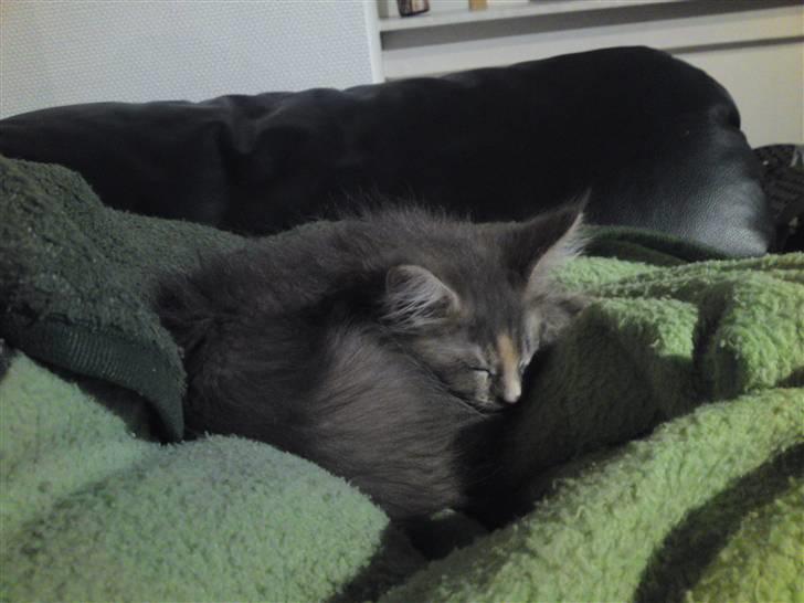 Maine Coon Pjuske billede 15