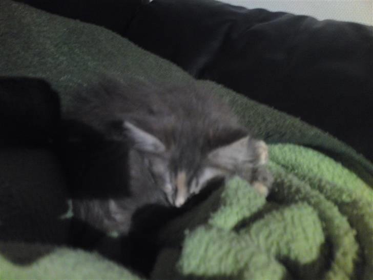 Maine Coon Pjuske billede 16