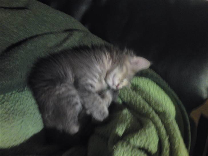 Maine Coon Pjuske billede 18