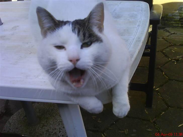 Blanding af racer heino billede 1