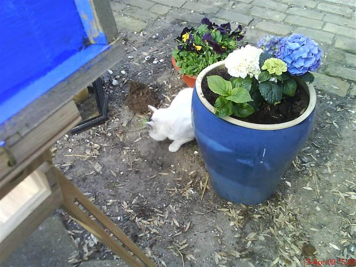 Blanding af racer heino billede 2