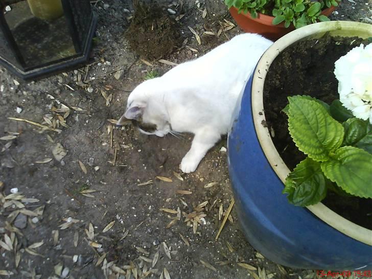 Blanding af racer heino billede 3