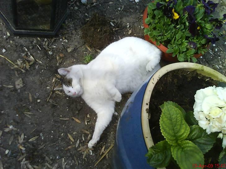 Blanding af racer heino billede 4