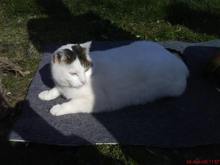 Blanding af racer heino billede 5