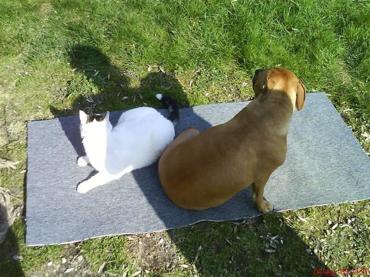 Blanding af racer heino billede 6