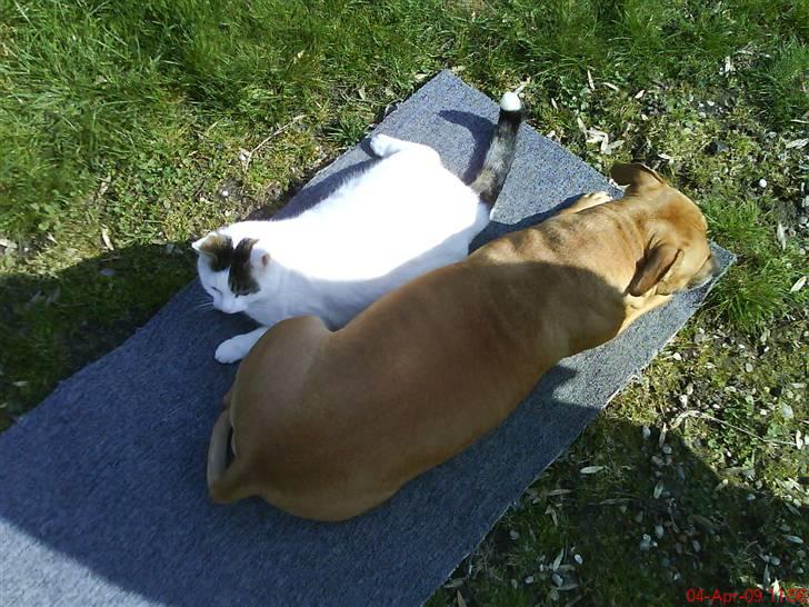 Blanding af racer heino billede 7