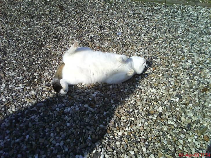 Blanding af racer heino billede 8