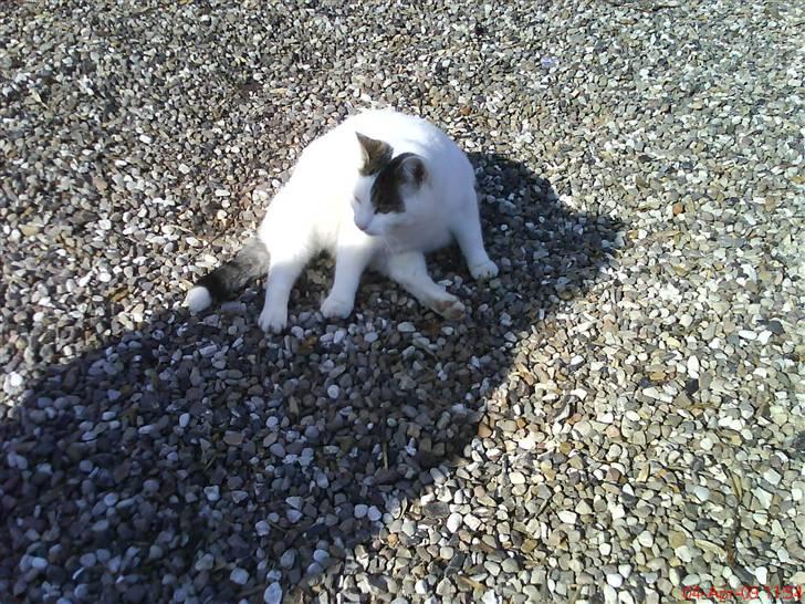 Blanding af racer heino billede 9