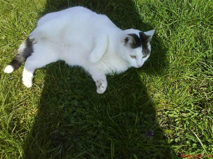 Blanding af racer heino billede 11