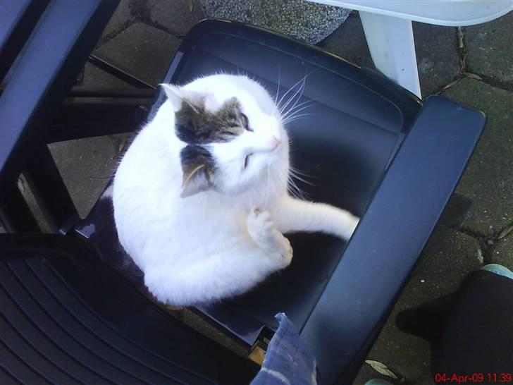 Blanding af racer heino billede 12