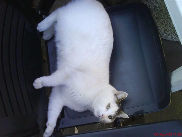 Blanding af racer heino billede 13