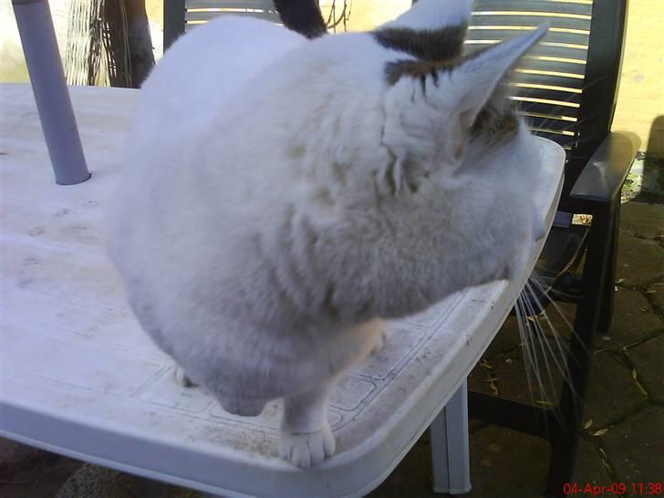 Blanding af racer heino billede 14