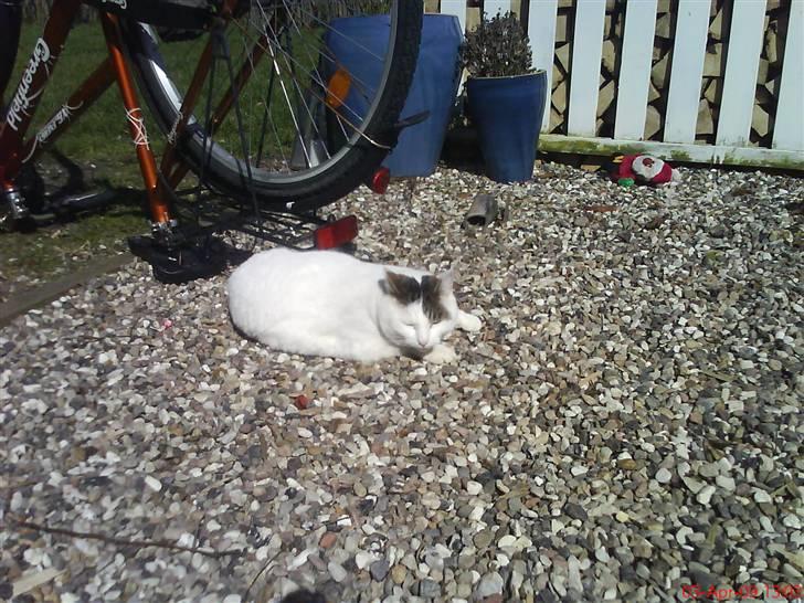 Blanding af racer heino billede 15