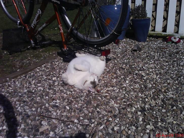 Blanding af racer heino billede 16