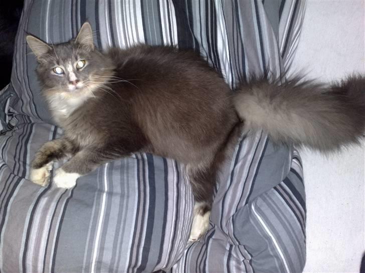 Maine Coon Timo - Er jeg ikke bare lækker billede 1