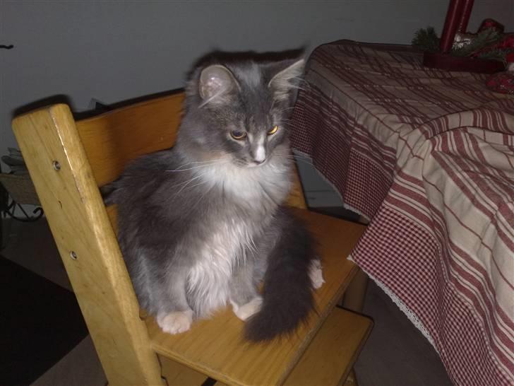 Maine Coon Timo - Har igen overblikket billede 3