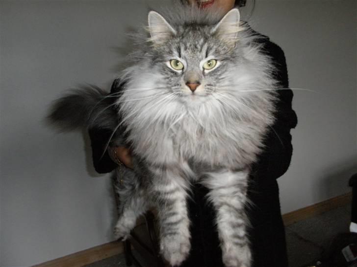 Norsk Skovkat James Greve billede 14