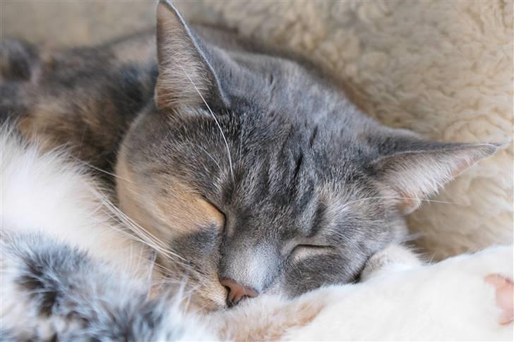 Huskat Luna - En sovende Luna. billede 1