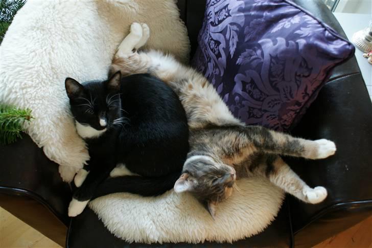 Huskat Luna - Luna og hendes lillebror Magnus. billede 2