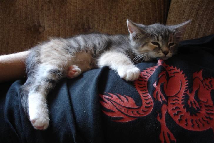 Huskat Luna - En doven lille luna. billede 3