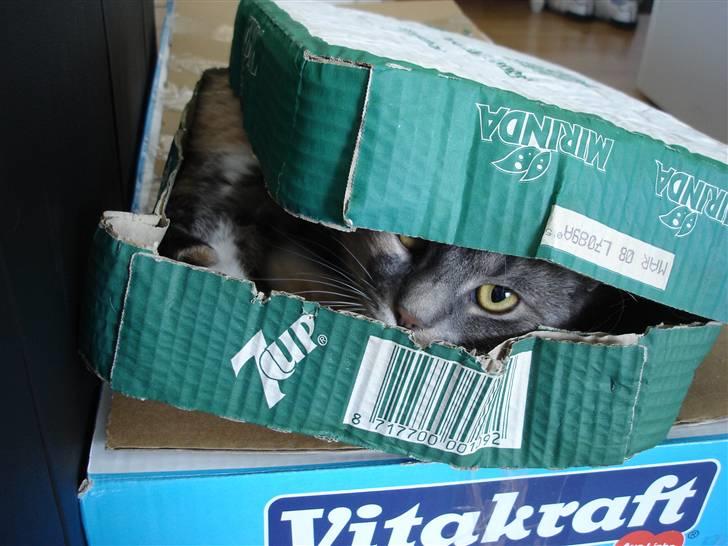 Huskat Luna billede 4