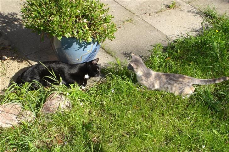 Huskat Luna - En lille Luna og bedste´s mis Mille. billede 5