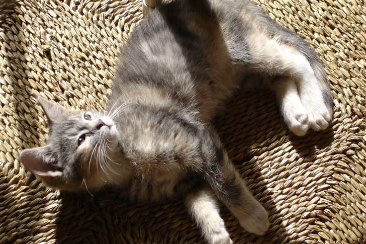 Huskat Luna - En lille Luna der nyder solskinnet. billede 6