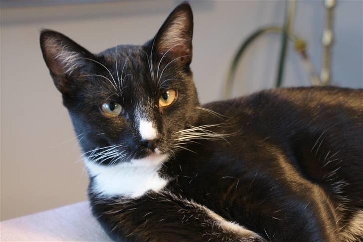 Huskat Magnus billede 1