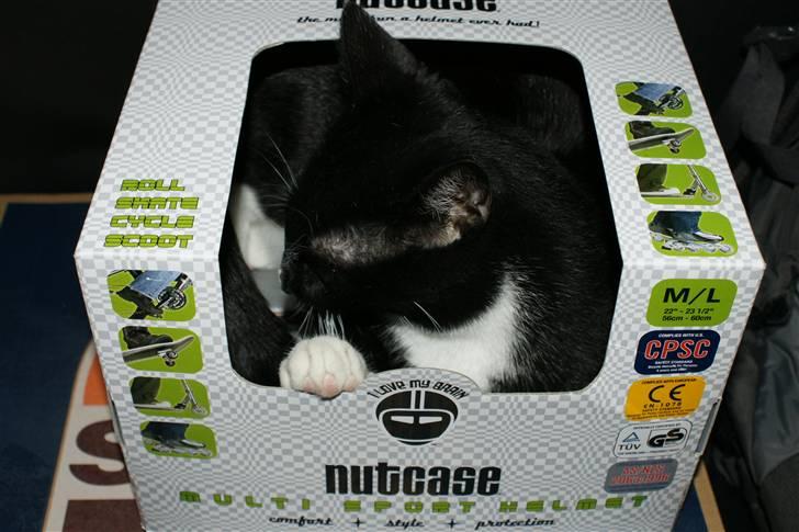 Huskat Magnus - Magnus mente han sagtens kunne ligge i den lille papkasse =o) billede 2