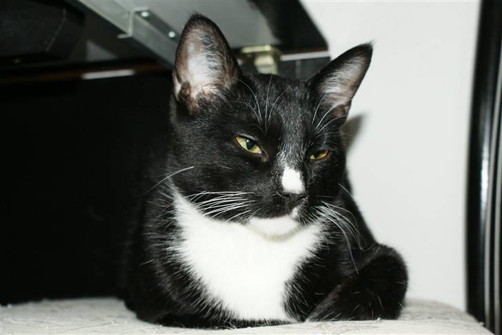 Huskat Magnus billede 3