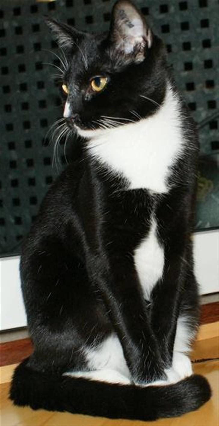 Huskat Magnus billede 4