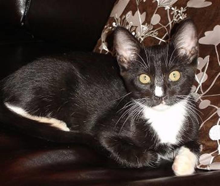 Huskat Magnus billede 5