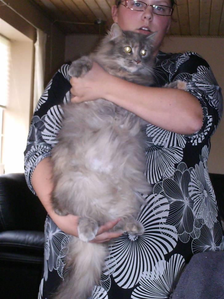 Maine Coon Spizey - Vi er næsten 100 på hun er med killinger billede 10