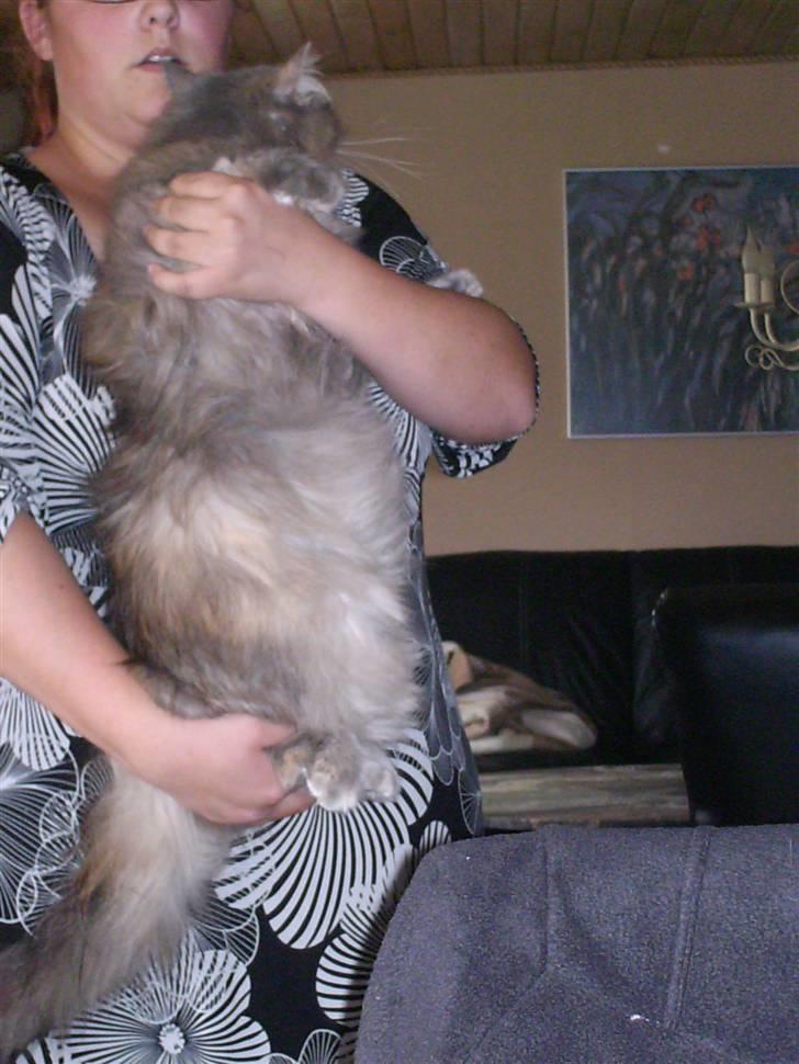 Maine Coon Spizey - Fra siden af billede 11