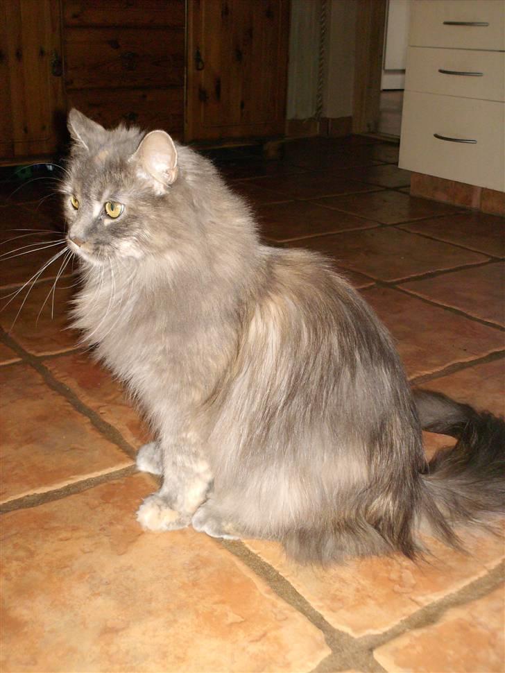 Maine Coon Spizey billede 12