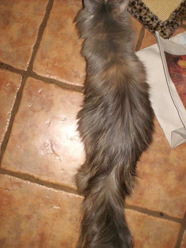 Maine Coon Spizey - sikke en mave og den vokser og vokser billede 13