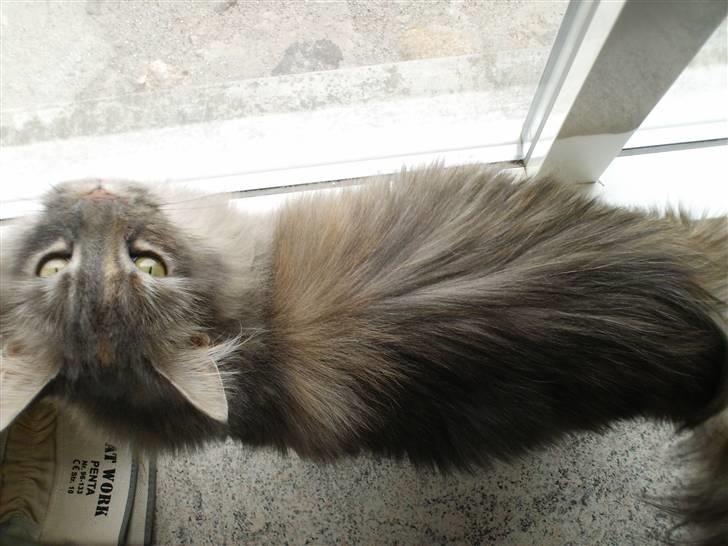 Maine Coon Spizey billede 14