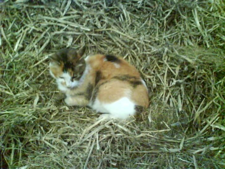 Blanding af racer Mutte (Aflivet) billede 7