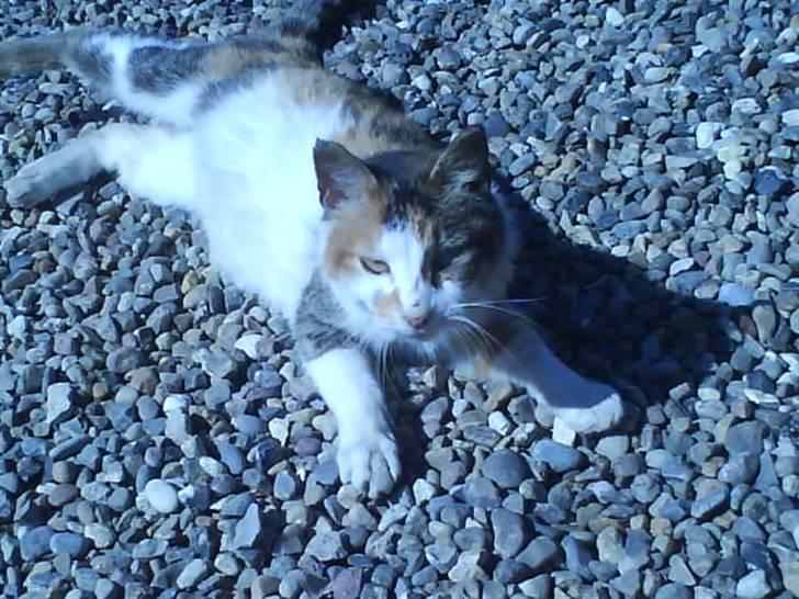 Blanding af racer Mutte (Aflivet) billede 8