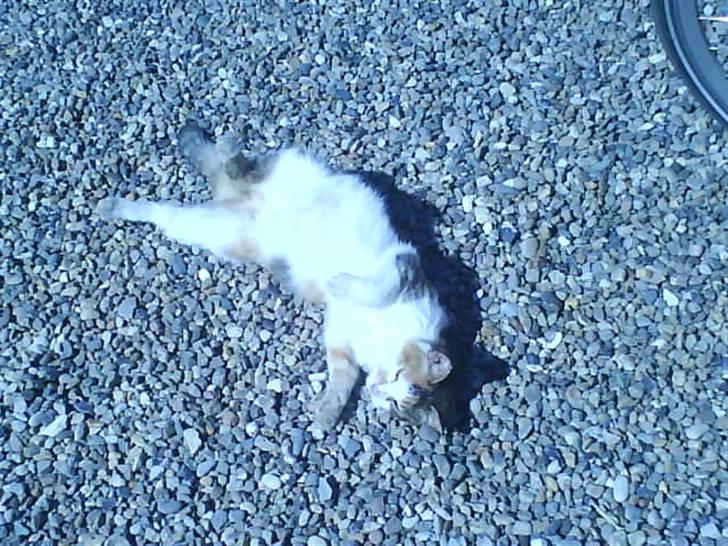 Blanding af racer Mutte (Aflivet) billede 9